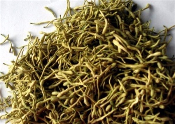 冬天常用金銀花泡水，或許可以使你收獲3個(gè)好處，早試早受益