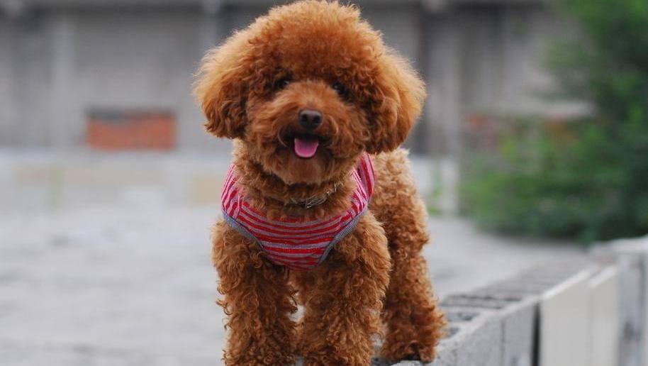短毛小型犬有哪些品種及圖片（這幾種深受女王喜愛）