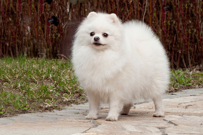 短毛小型犬有哪些品種及圖片（這幾種深受女王喜愛）