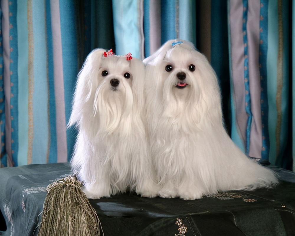 短毛小型犬有哪些品種及圖片（這幾種深受女王喜愛）