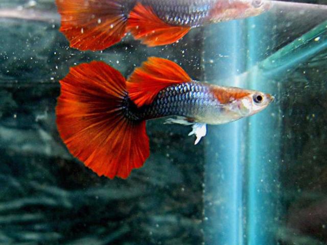 沒有大魚缸不要緊，養(yǎng)這些品種的觀賞魚，小魚缸一樣能養(yǎng)好