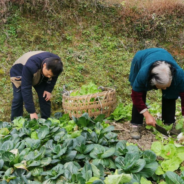 兩名“80后”創(chuàng)業(yè)故事:“扶貧菜”讓空巢老人過(guò)上好日子
