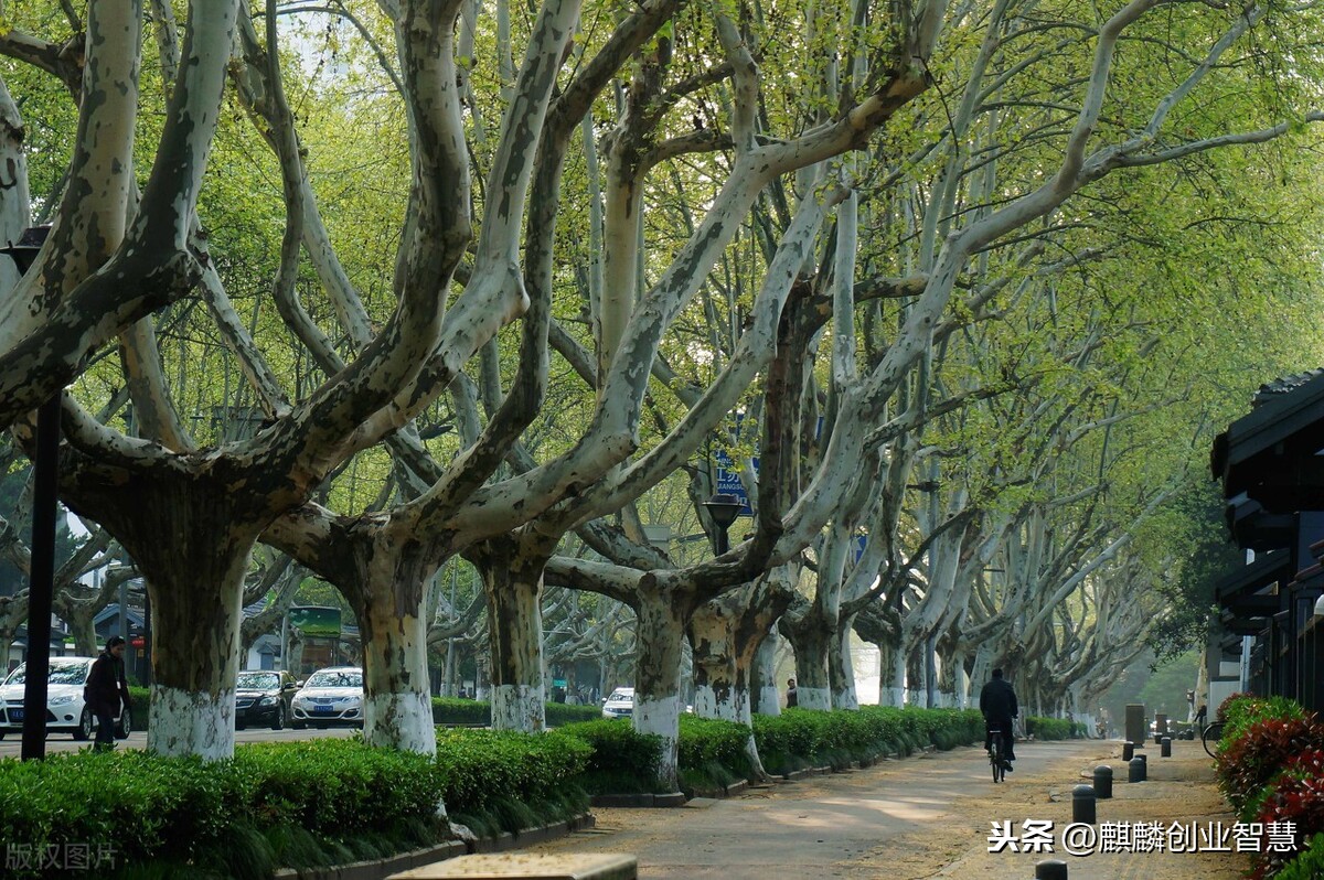 多年前5塊一斤，現(xiàn)在35塊一斤，還供不應求。大力提倡的種植項目