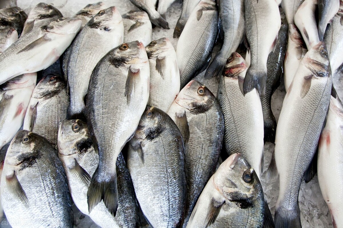 魚(yú)價(jià)又飄了！小龍蝦漲一倍，甲魚(yú)畝賺50萬(wàn)，魚(yú)農(nóng)理性養(yǎng)殖