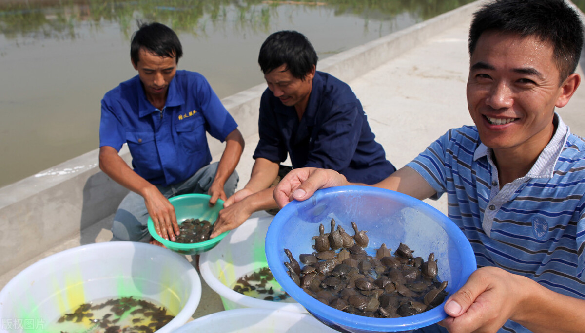 魚(yú)價(jià)又飄了！小龍蝦漲一倍，甲魚(yú)畝賺50萬(wàn)，魚(yú)農(nóng)理性養(yǎng)殖