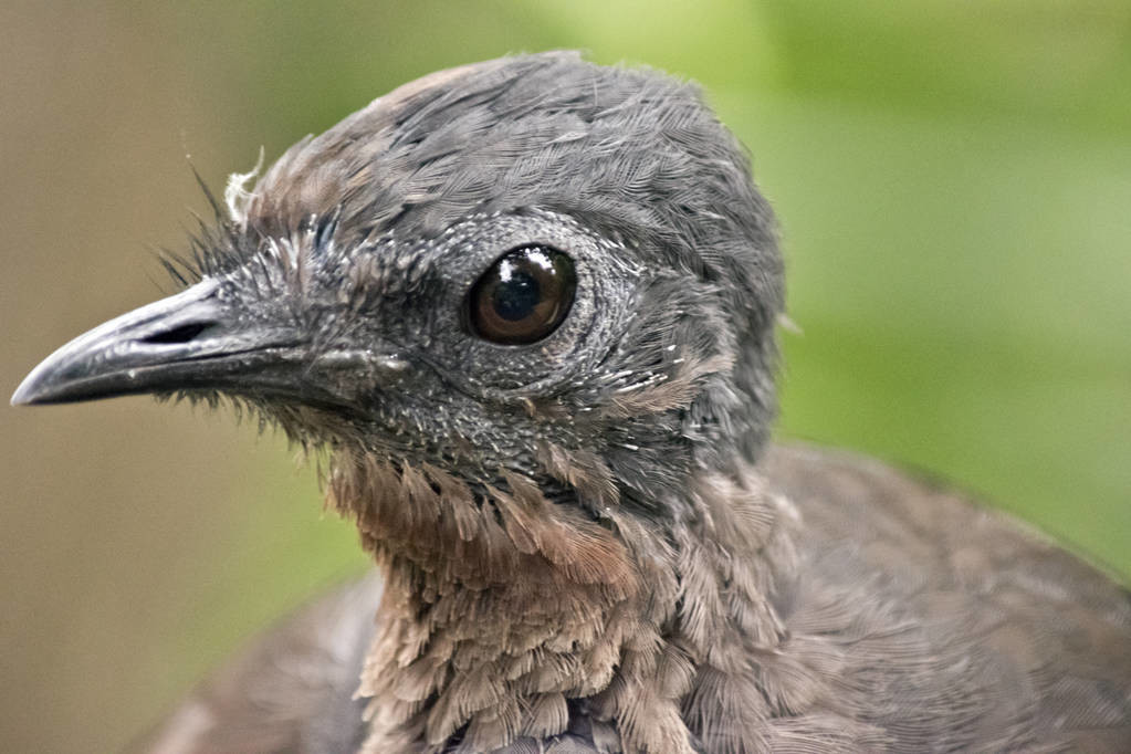 澳洲國(guó)鳥——琴鳥，擁有不輸于人類的口技