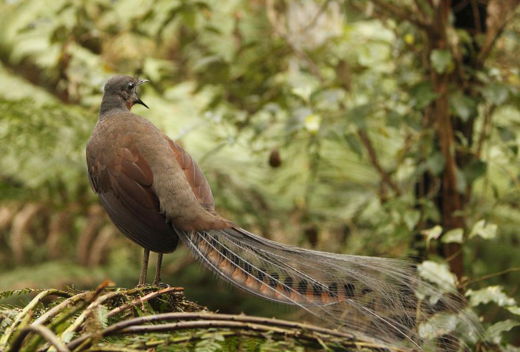 澳洲國(guó)鳥——琴鳥，擁有不輸于人類的口技