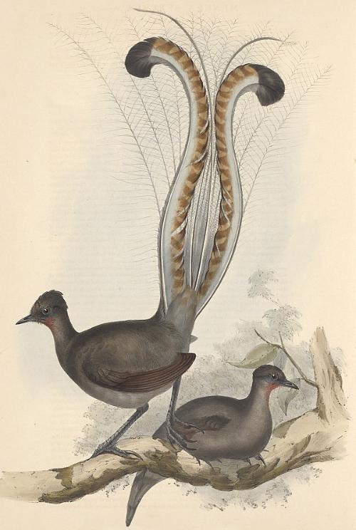 澳洲國(guó)鳥——琴鳥，擁有不輸于人類的口技