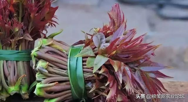 盤點4個適合農(nóng)村創(chuàng)業(yè)的好項目，2020年回村干這些