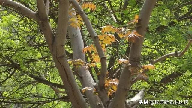盤點4個適合農(nóng)村創(chuàng)業(yè)的好項目，2020年回村干這些