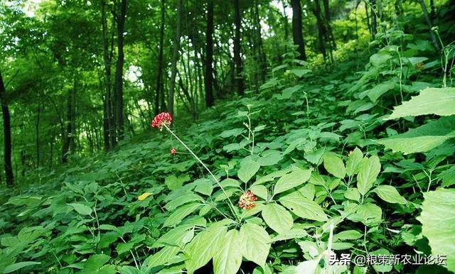 盤點4個適合農(nóng)村創(chuàng)業(yè)的好項目，2020年回村干這些