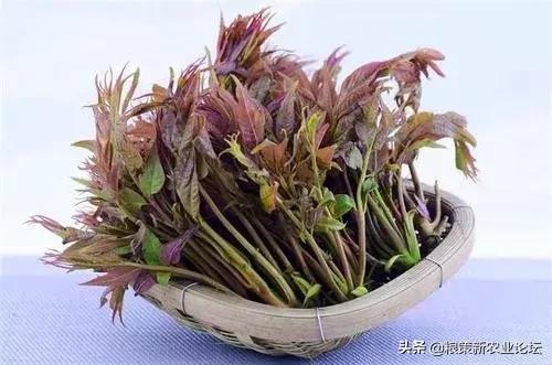 盤點4個適合農(nóng)村創(chuàng)業(yè)的好項目，2020年回村干這些