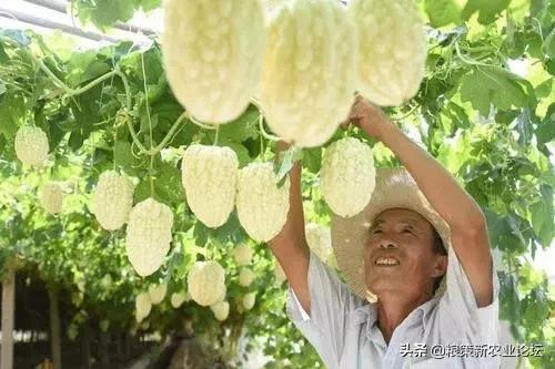 盤點4個適合農(nóng)村創(chuàng)業(yè)的好項目，2020年回村干這些