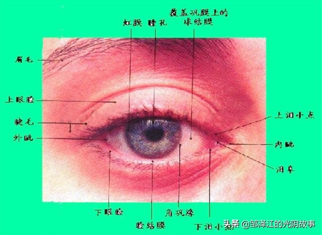傳說中的“白眼狼”，到底是怎樣的一種存在？