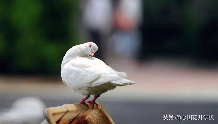漲知識了，“放鴿子”原來是這么來的
