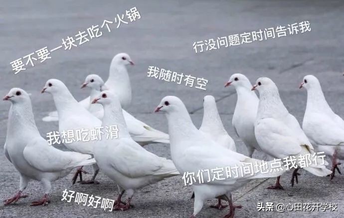 漲知識了，“放鴿子”原來是這么來的