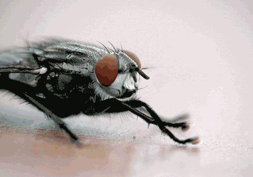 蒼蠅為啥總愛(ài)搓腳？竟是因?yàn)閻?ài)干凈，另一個(gè)原因更顛覆你認(rèn)知