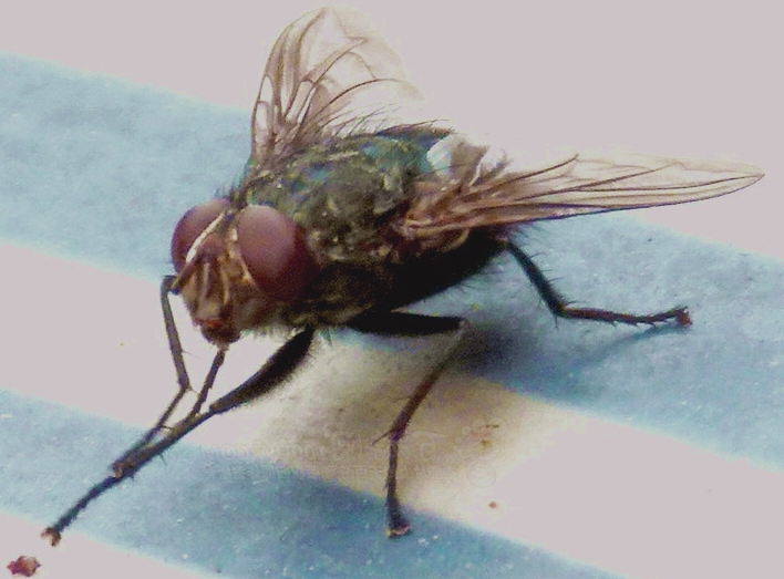 蒼蠅為啥總愛(ài)搓腳？竟是因?yàn)閻?ài)干凈，另一個(gè)原因更顛覆你認(rèn)知