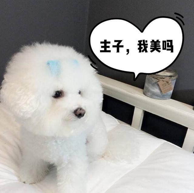 養(yǎng)狗，我勸你不要養(yǎng)“茶杯犬”，不然你會(huì)和我一樣后悔莫及！