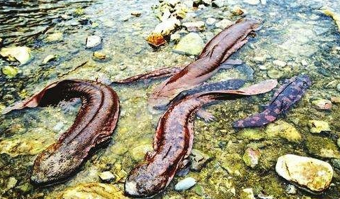 農(nóng)村常見的10種野生動物，抓上一只讓你牢底坐穿