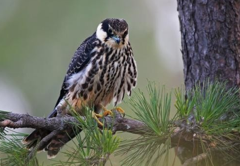 農(nóng)村常見的10種野生動物，抓上一只讓你牢底坐穿