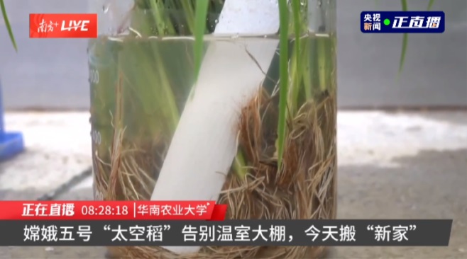 嫦娥五號“太空稻”告別溫室大棚，今日移栽試驗田