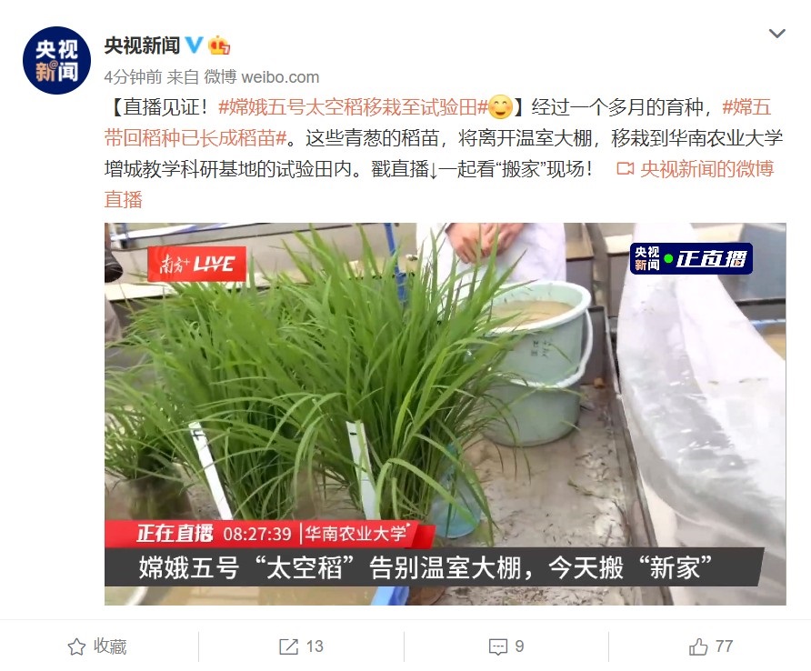 嫦娥五號“太空稻”告別溫室大棚，今日移栽試驗田