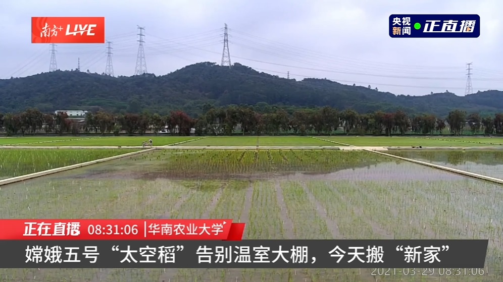嫦娥五號“太空稻”告別溫室大棚，今日移栽試驗田