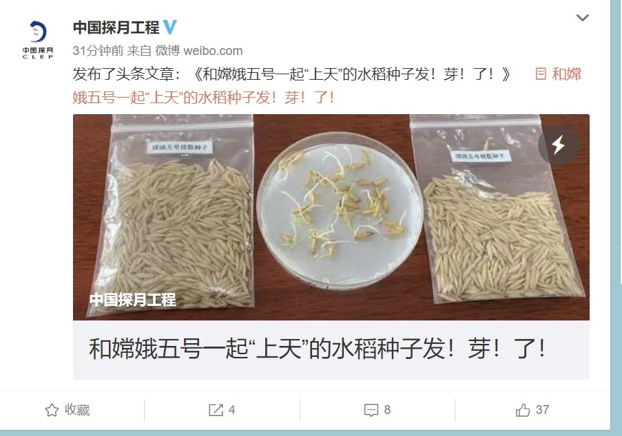 嫦娥五號“太空稻”告別溫室大棚，今日移栽試驗田