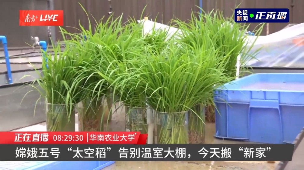 嫦娥五號“太空稻”告別溫室大棚，今日移栽試驗田