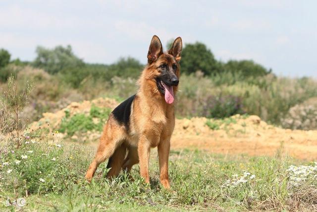 常見寵物犬品種及價(jià)格，有你喜歡的嗎？