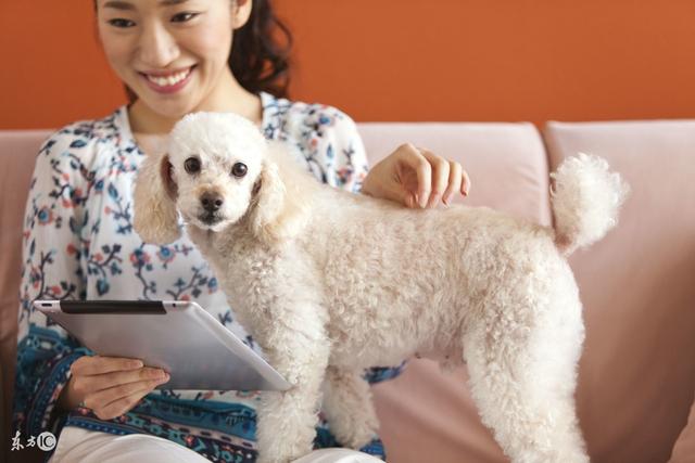 常見寵物犬品種及價(jià)格，有你喜歡的嗎？