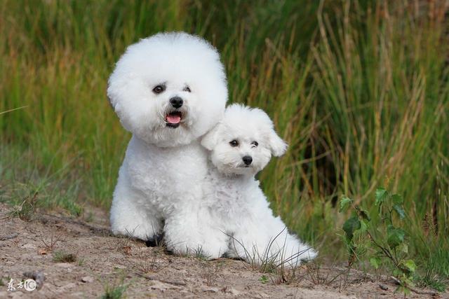 常見寵物犬品種及價(jià)格，有你喜歡的嗎？