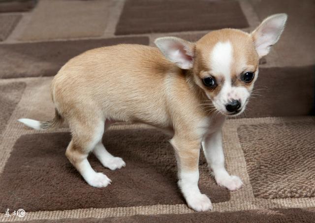 常見寵物犬品種及價(jià)格，有你喜歡的嗎？