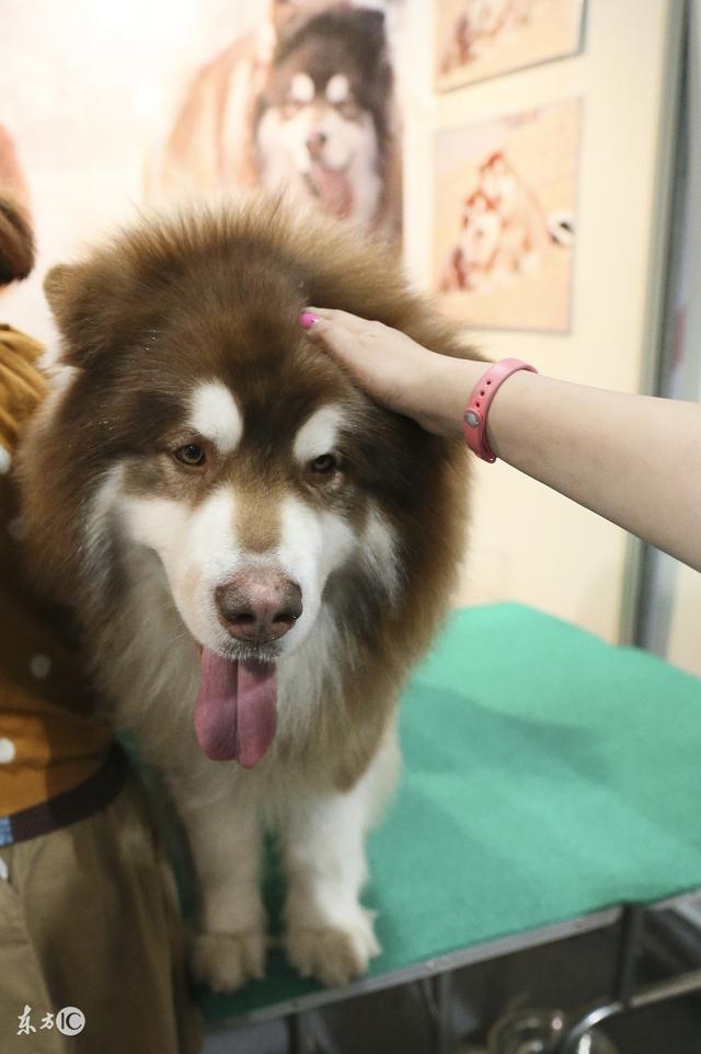 常見寵物犬品種及價(jià)格，有你喜歡的嗎？