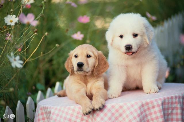 常見寵物犬品種及價(jià)格，有你喜歡的嗎？
