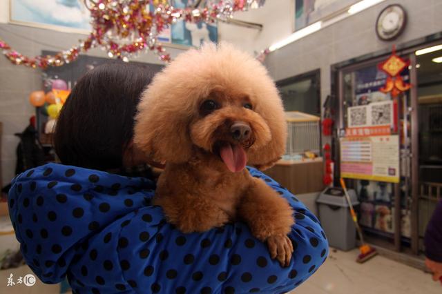 常見寵物犬品種及價(jià)格，有你喜歡的嗎？