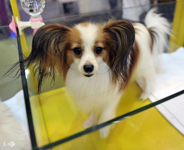 常見寵物犬品種及價(jià)格，有你喜歡的嗎？