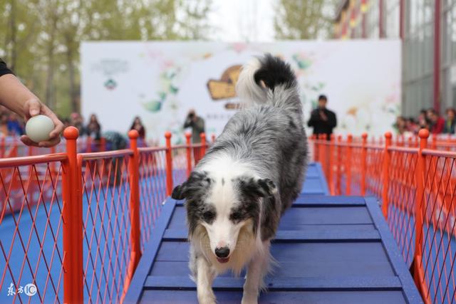 常見寵物犬品種及價(jià)格，有你喜歡的嗎？