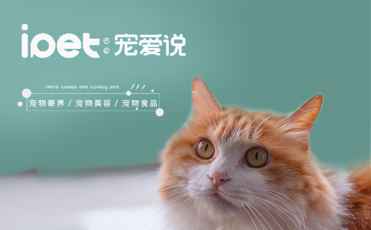 開寵物店費用高嗎-「寵愛說」為您做成本分析
