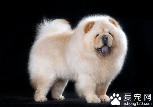 寵物犬的種類 寵物狗一共有一百多種