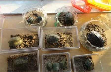 冬天到了，這些寵物要冬眠了，有一個(gè)四季都在睡！