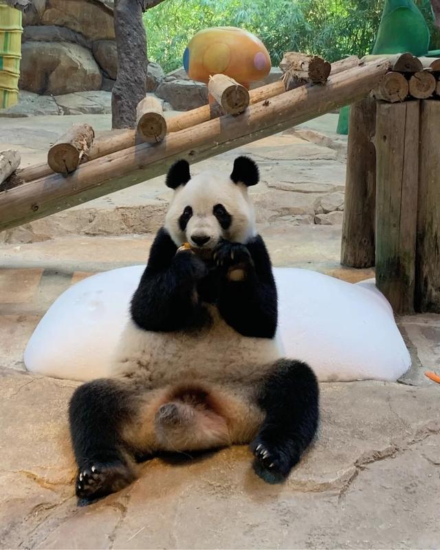 「廣州」長隆野生動物世界游玩攻略，帶你不走回頭路玩遍全園區(qū)