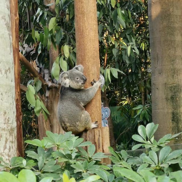 「廣州」長隆野生動物世界游玩攻略，帶你不走回頭路玩遍全園區(qū)