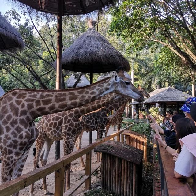 「廣州」長隆野生動物世界游玩攻略，帶你不走回頭路玩遍全園區(qū)