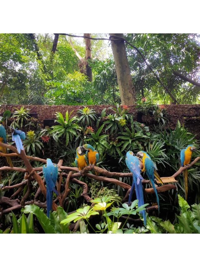 「廣州」長隆野生動物世界游玩攻略，帶你不走回頭路玩遍全園區(qū)