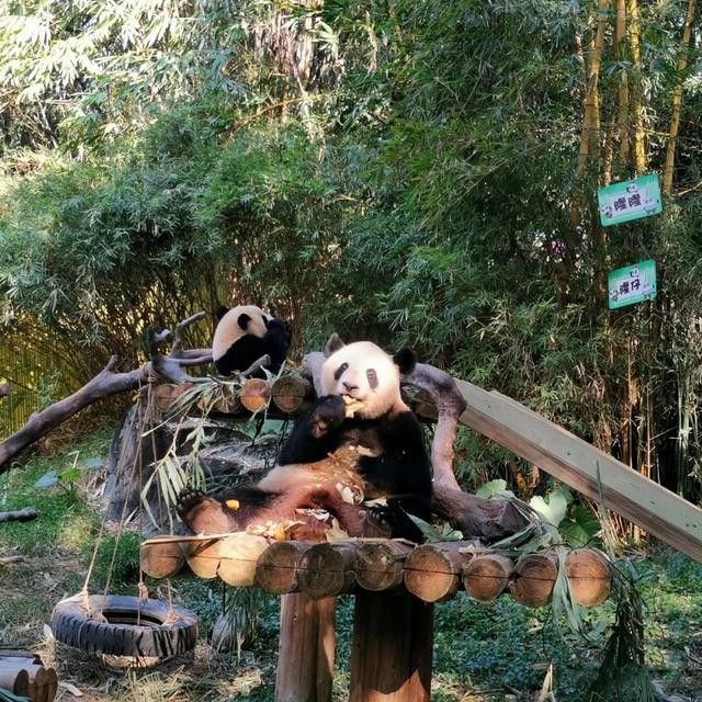 「廣州」長隆野生動物世界游玩攻略，帶你不走回頭路玩遍全園區(qū)