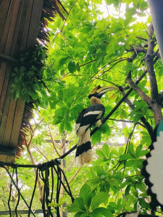 「廣州」長隆野生動物世界游玩攻略，帶你不走回頭路玩遍全園區(qū)