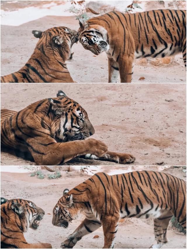 「廣州」長隆野生動物世界游玩攻略，帶你不走回頭路玩遍全園區(qū)