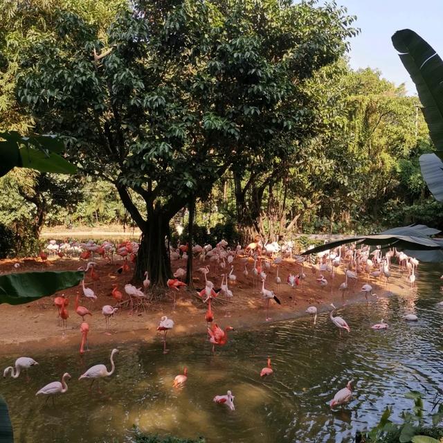 「廣州」長隆野生動物世界游玩攻略，帶你不走回頭路玩遍全園區(qū)